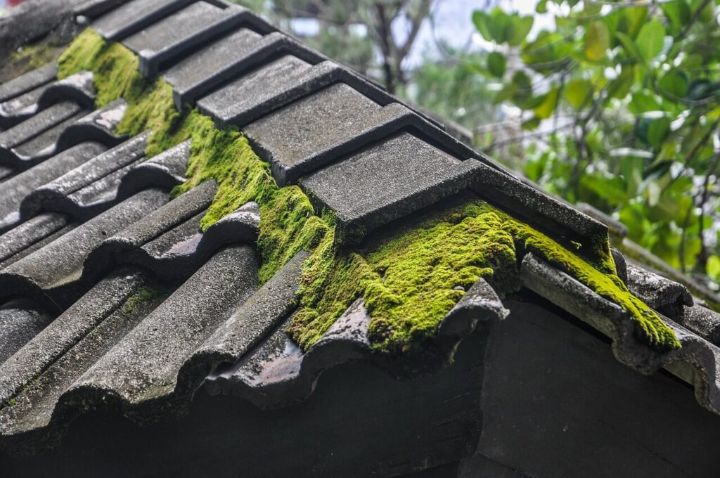 Moss and Algae Removal